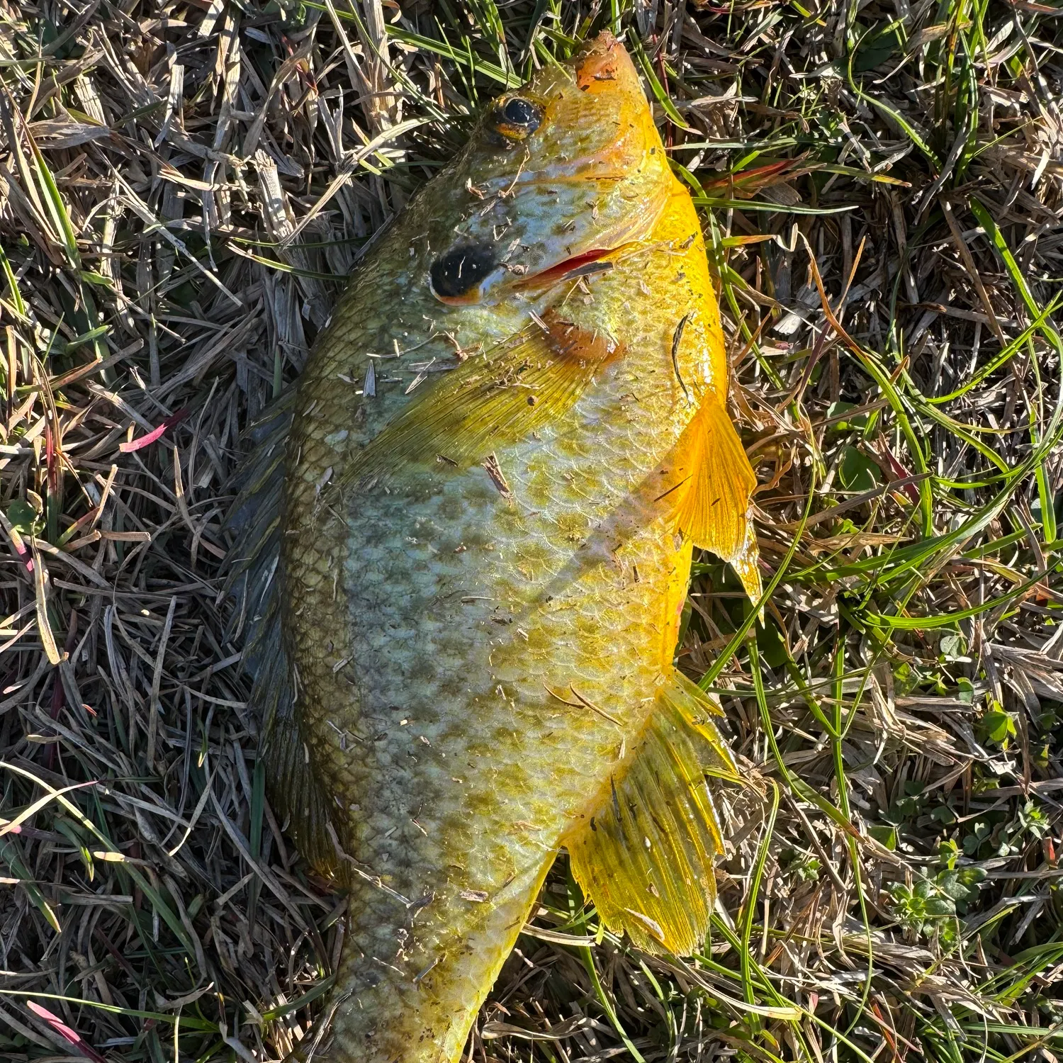 The most recent Redear sunfish catches on Fishbrain