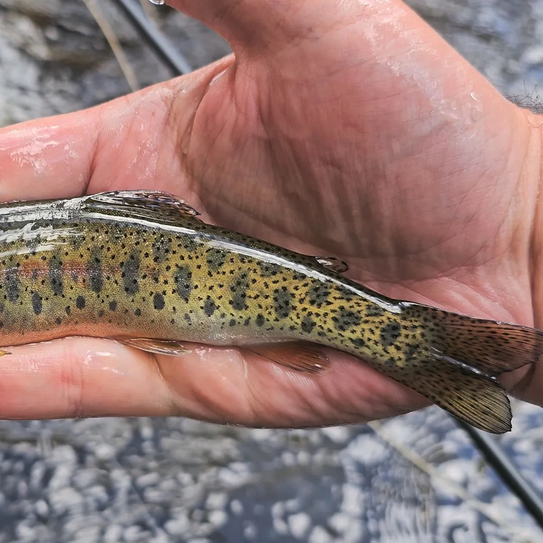Westslope cutthroat trout caught on Fishbrain