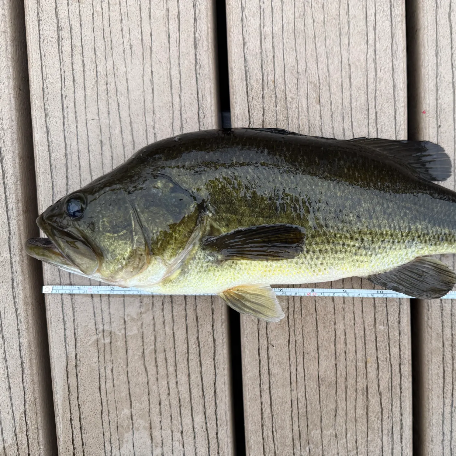 Largemouth bass caught on Fishbrain