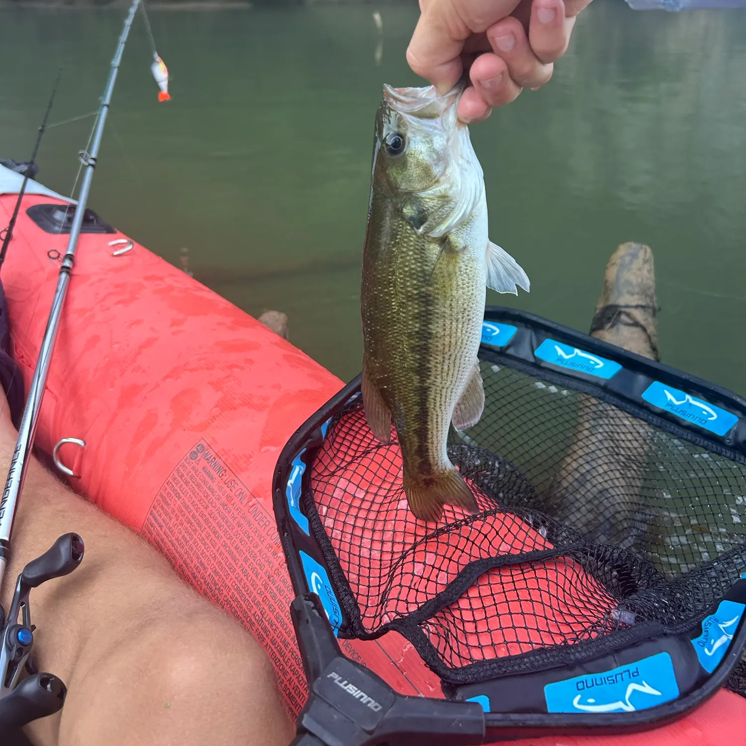 Spotted bass caught on Fishbrain