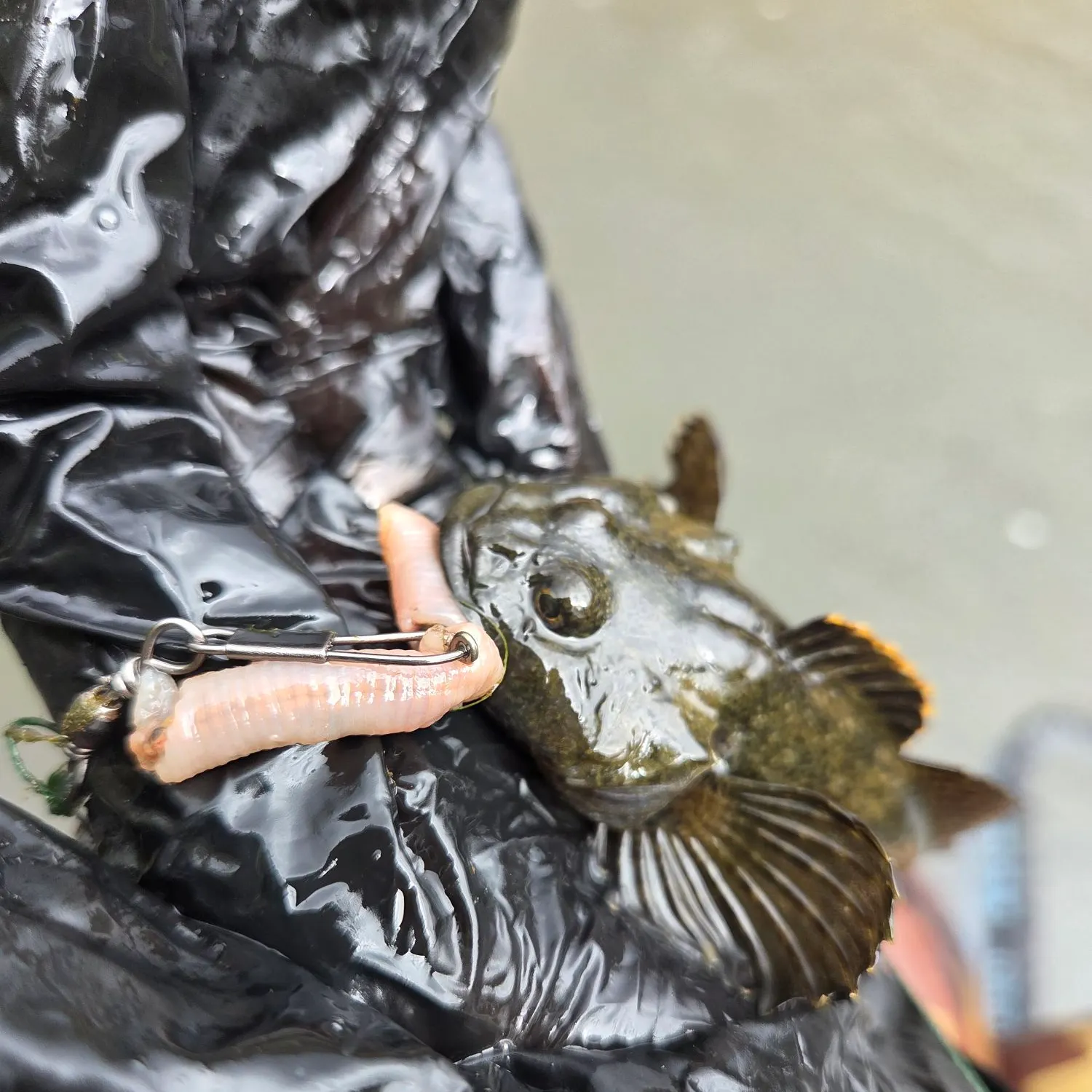 The most recent Mottled sculpin catches on Fishbrain