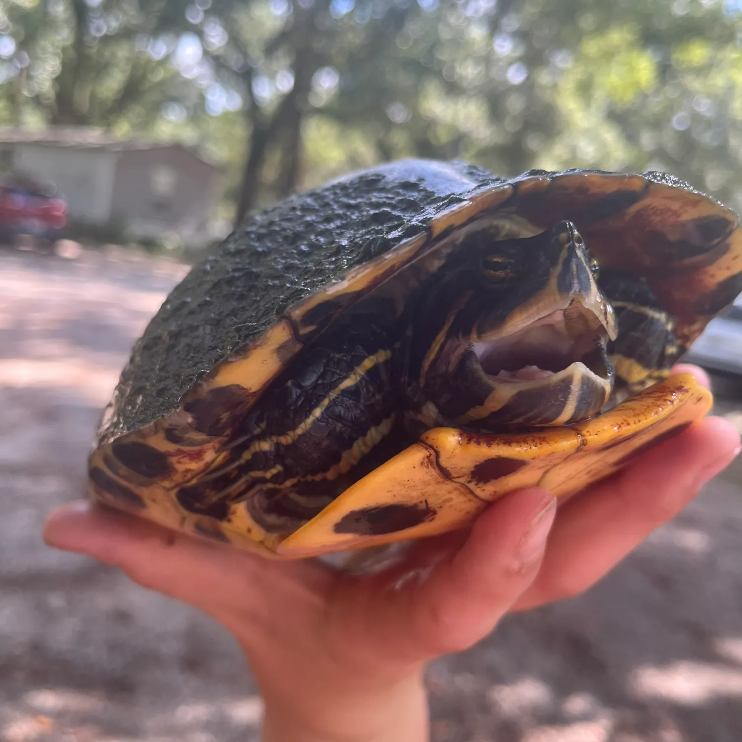 Fish caught on Fishbrain