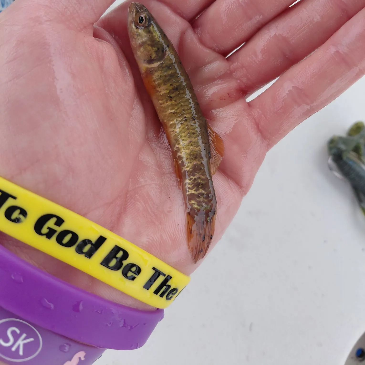 Central mudminnow caught on Fishbrain