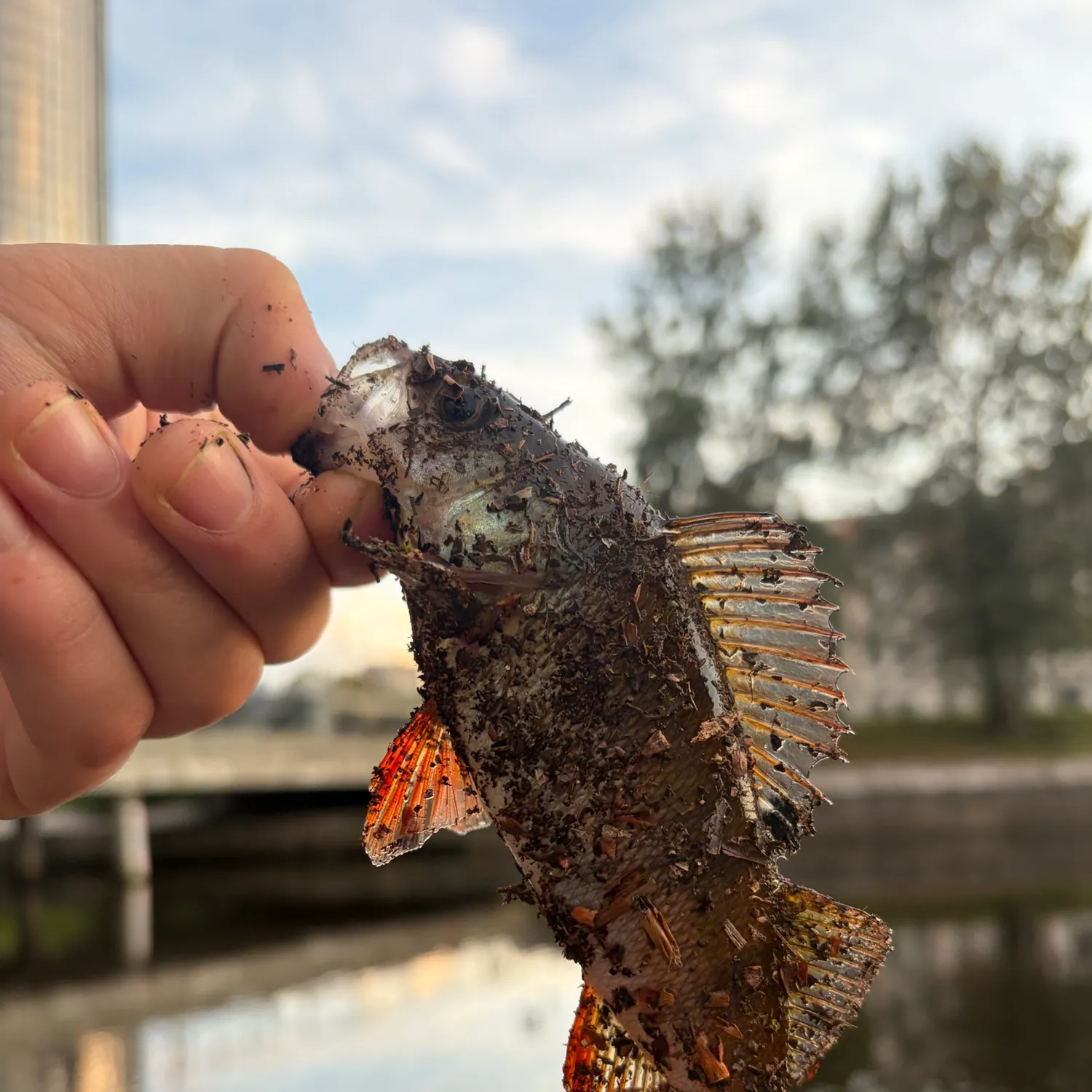 catch