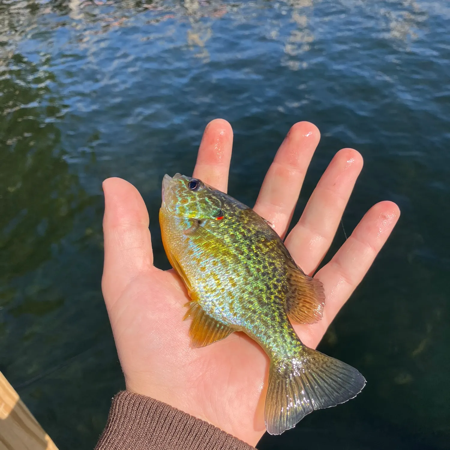 Pumpkinseed caught on Fishbrain