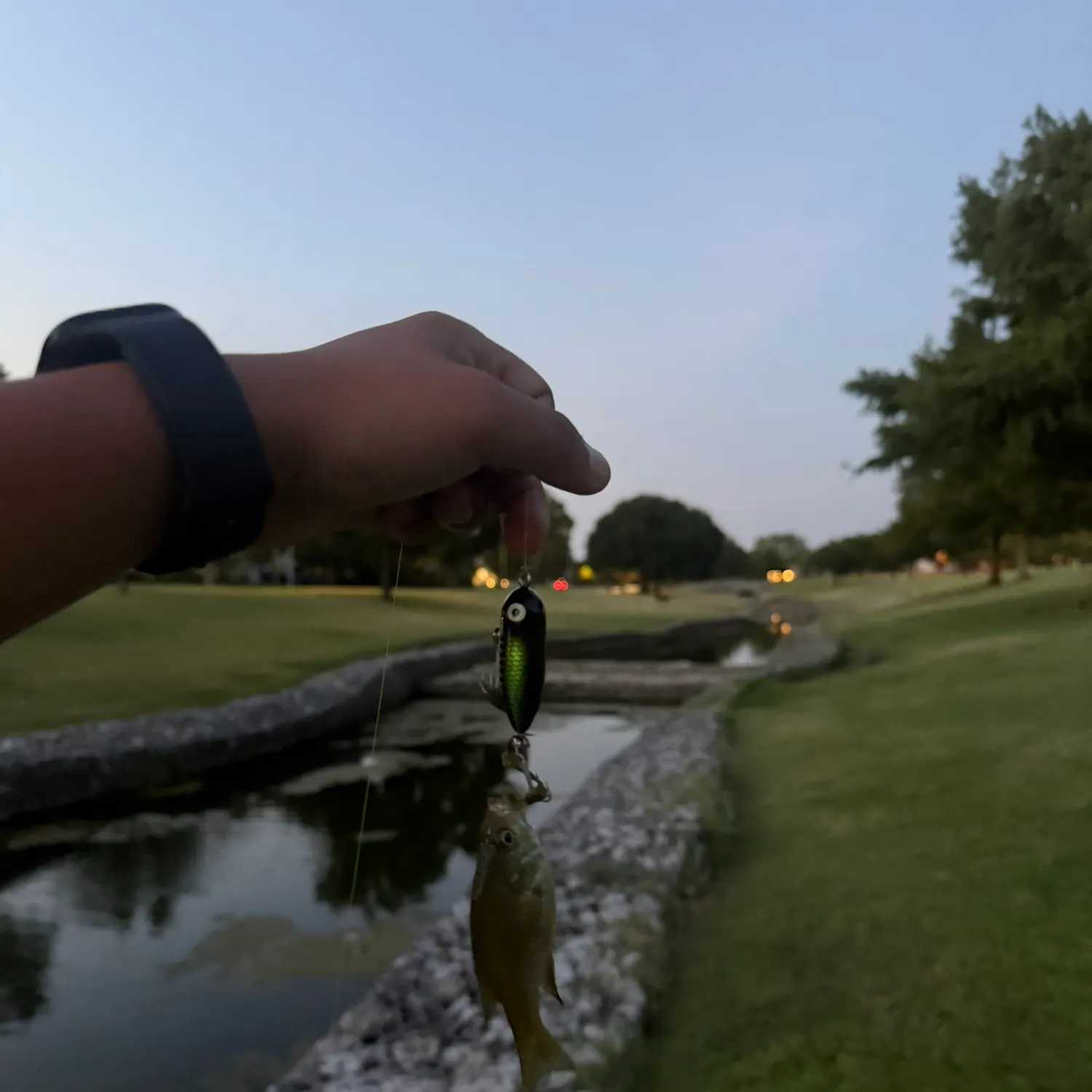 Bluegill caught on Fishbrain