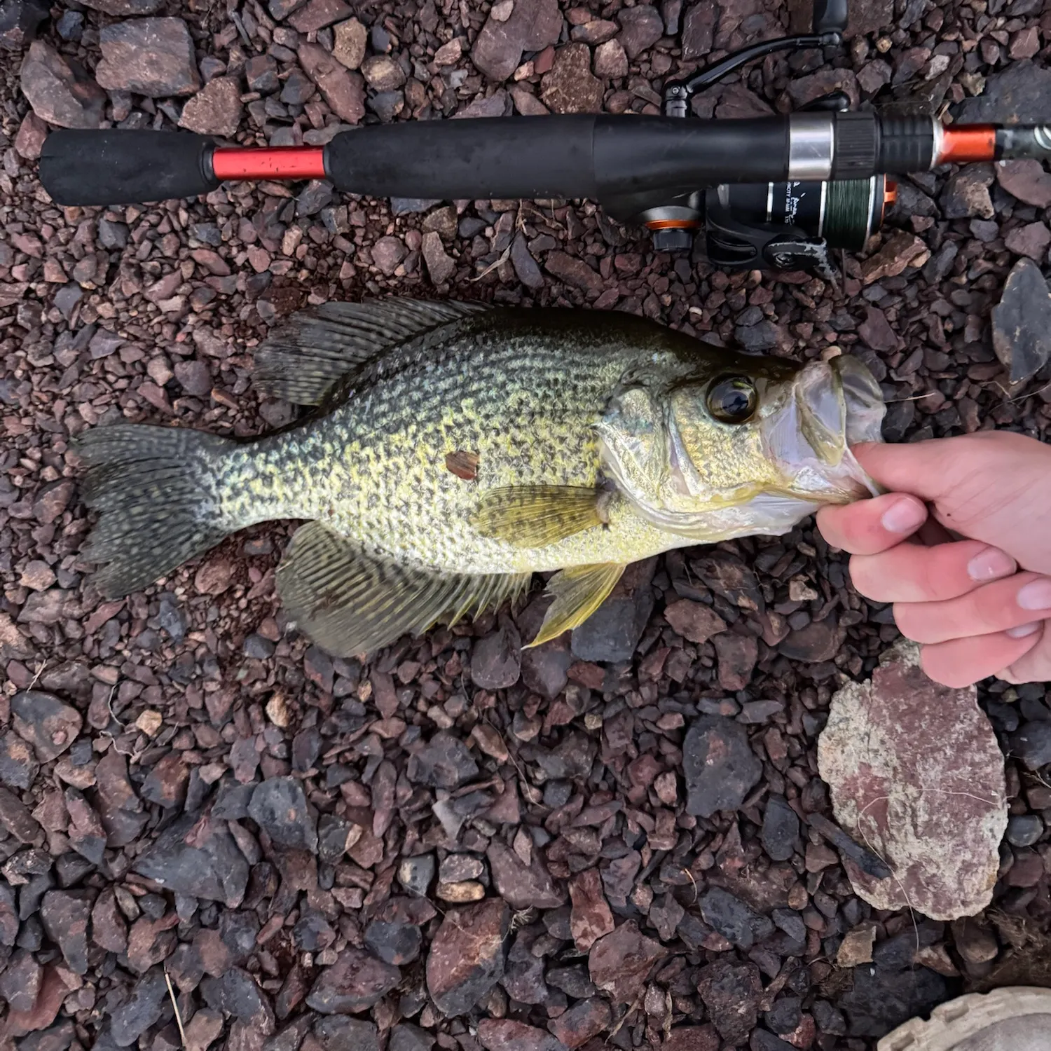 Black crappie caught on Fishbrain