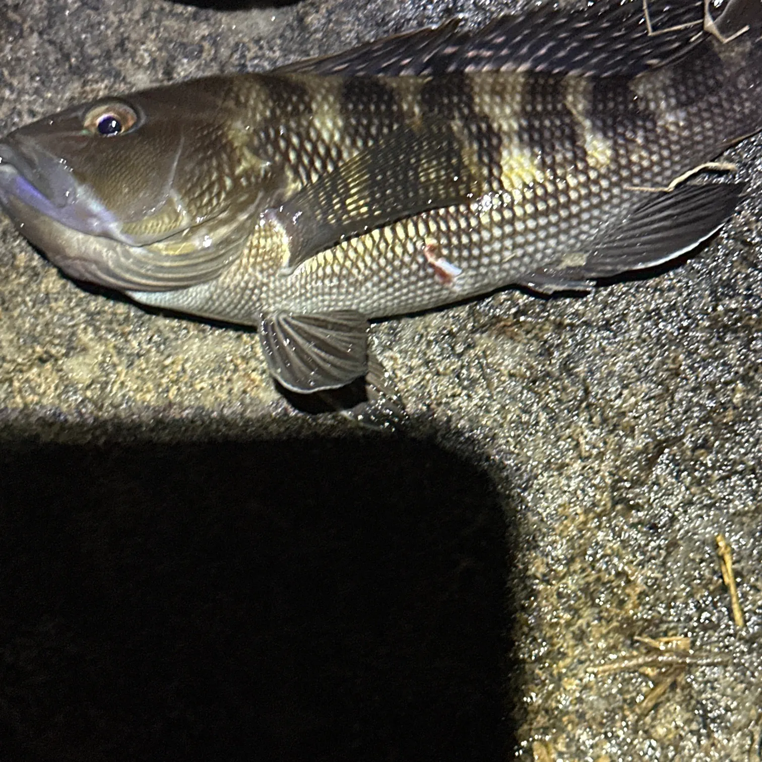 The most recent Black sea bass catches on Fishbrain