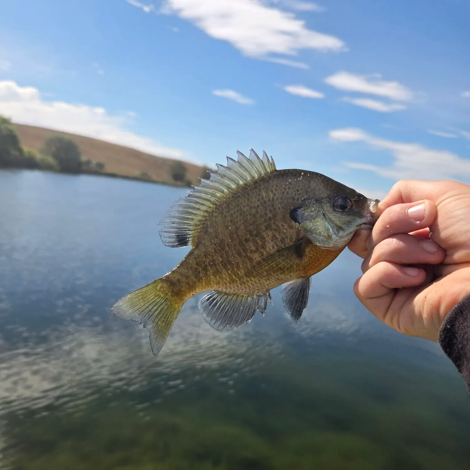 Bluegill caught on Fishbrain