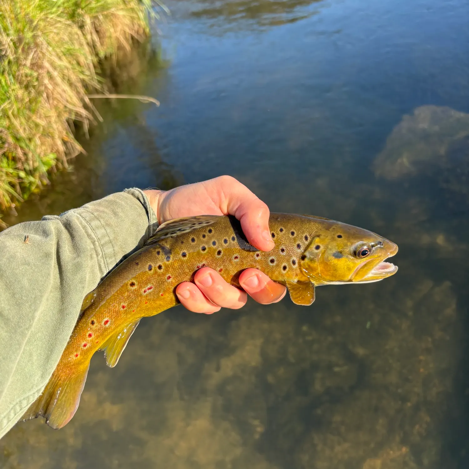 Brown trout caught on Fishbrain