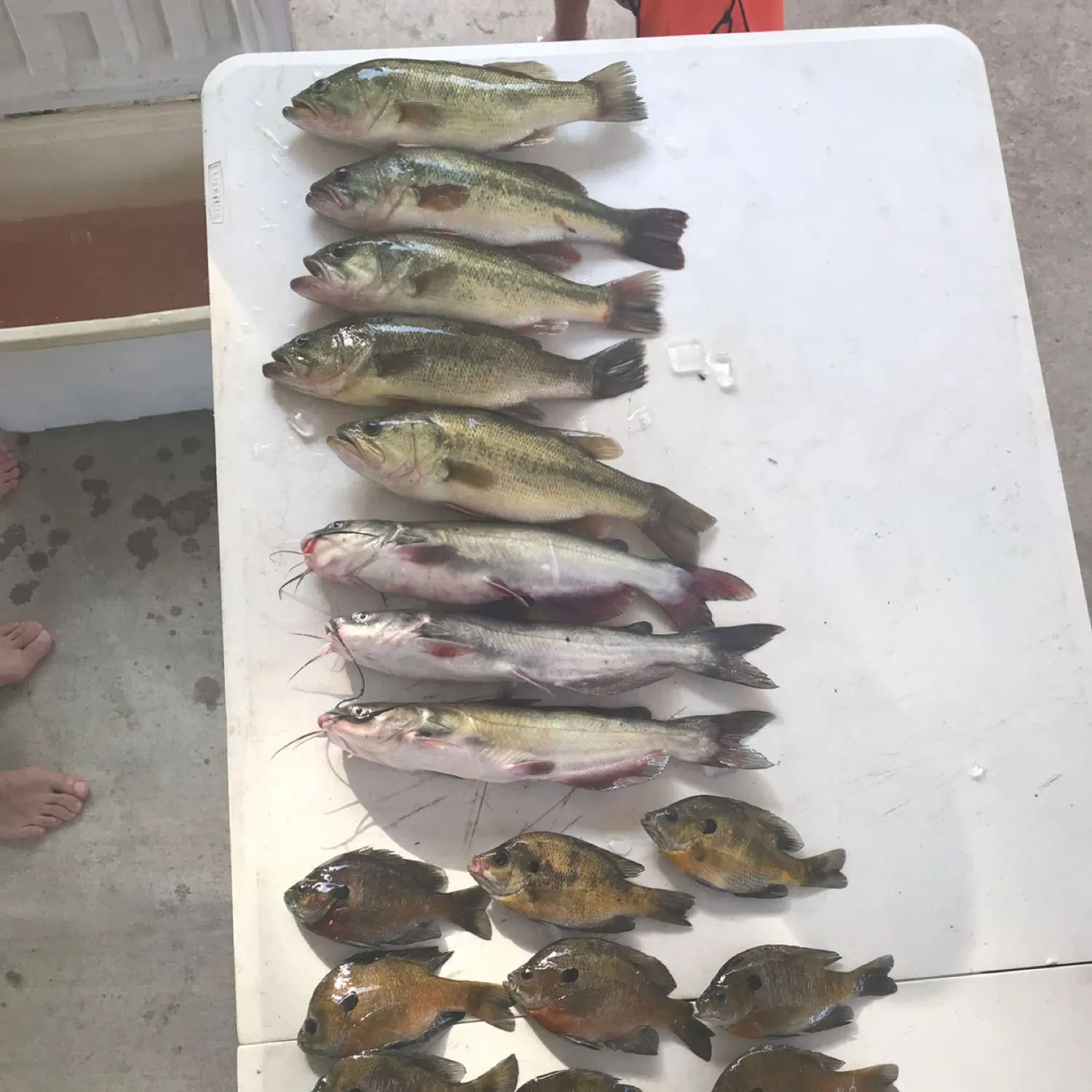 recently logged catches