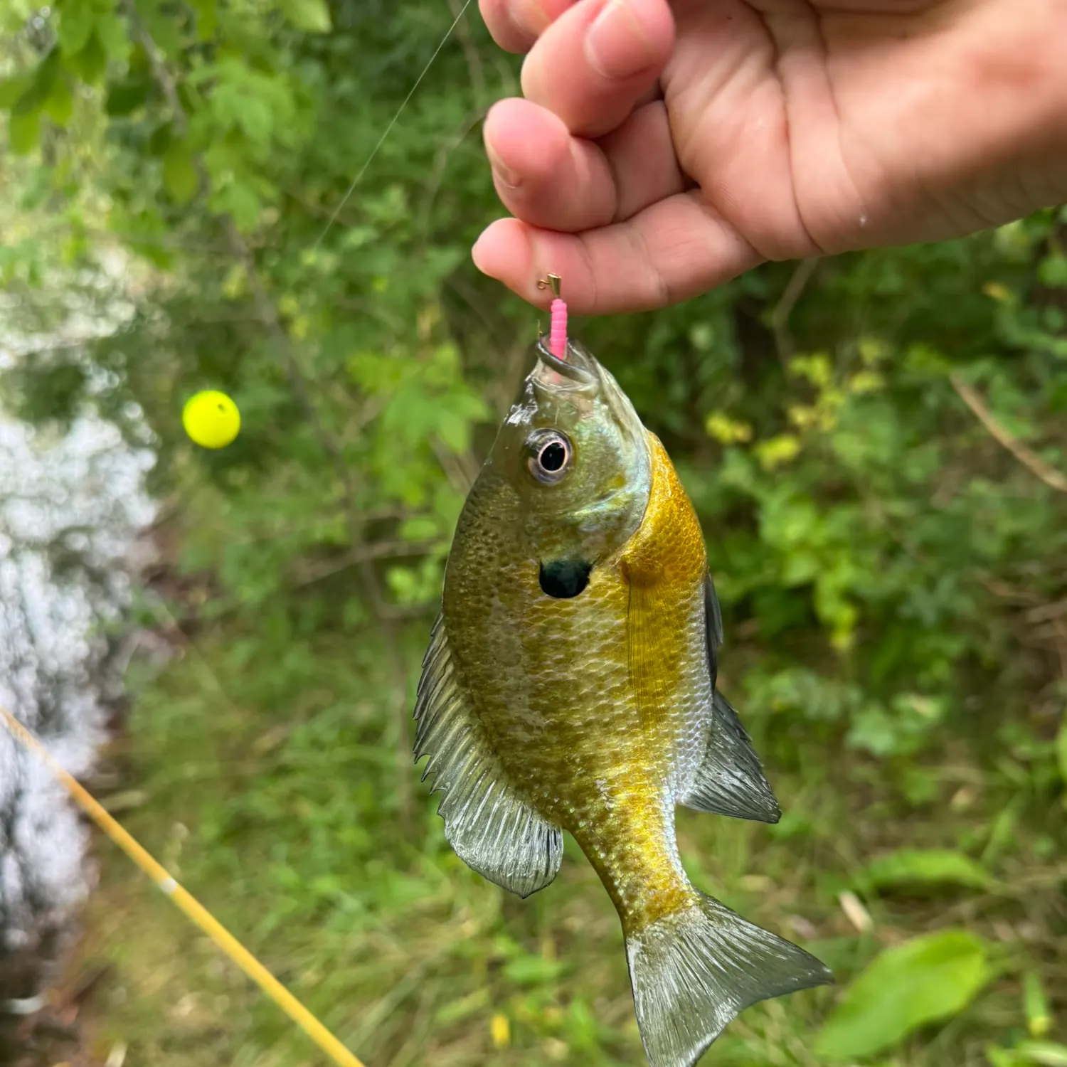 Bluegill caught on Fishbrain