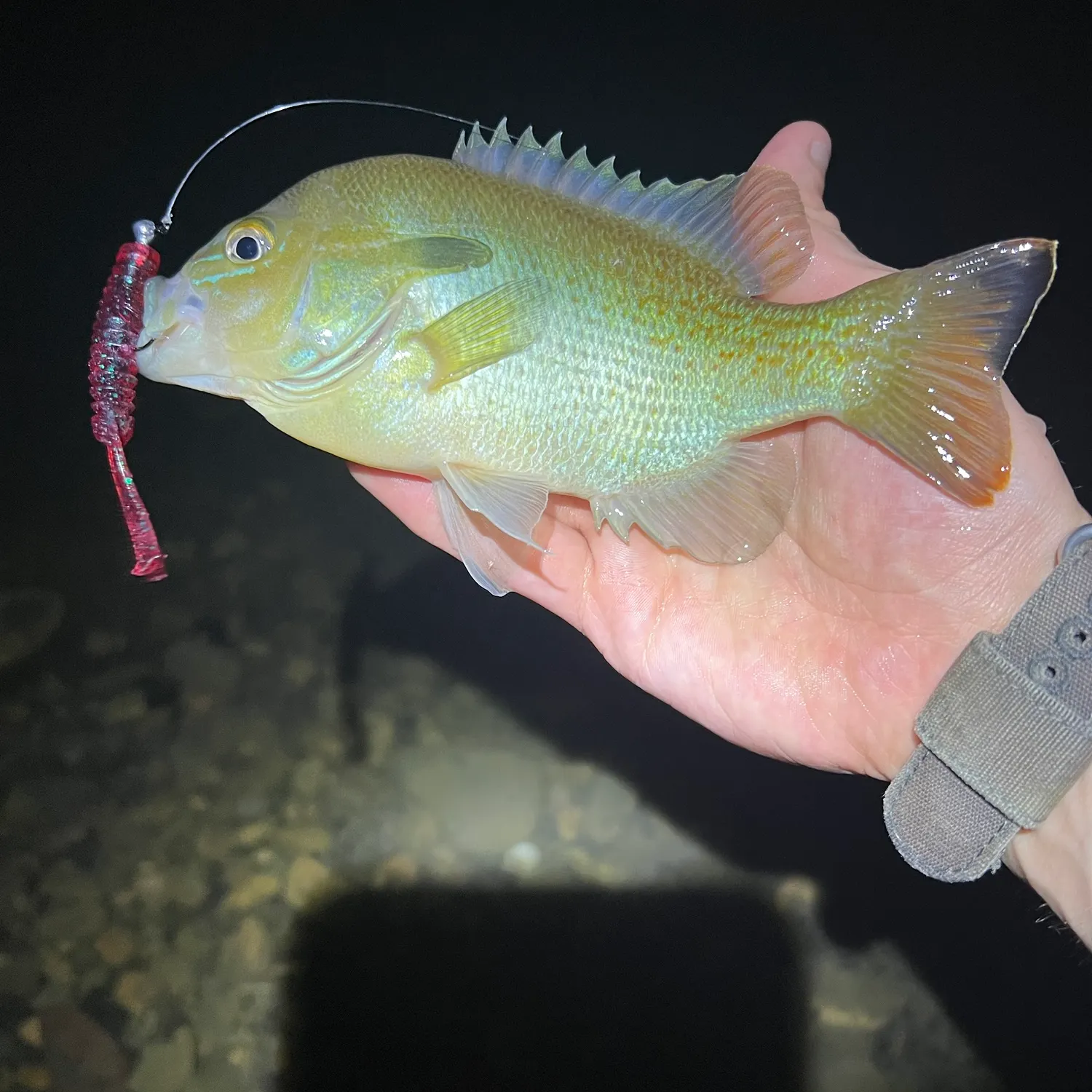 Redbreast sunfish caught on Fishbrain
