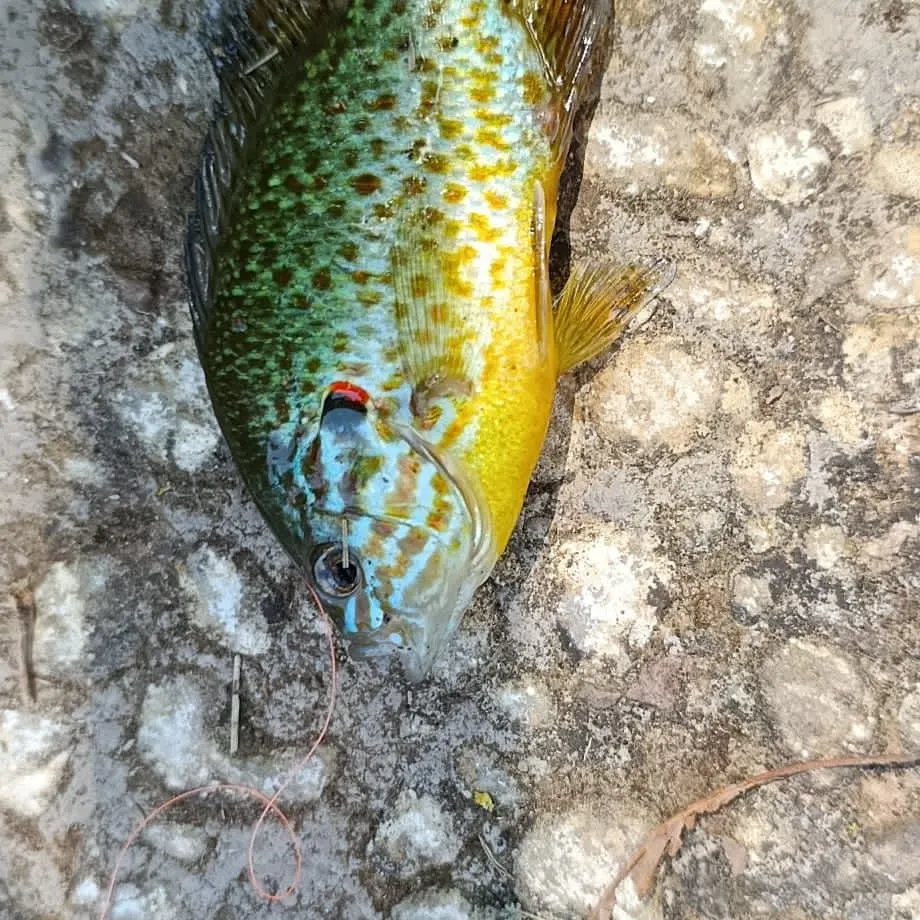 The most recent Pumpkinseed x green sunfish catches on Fishbrain