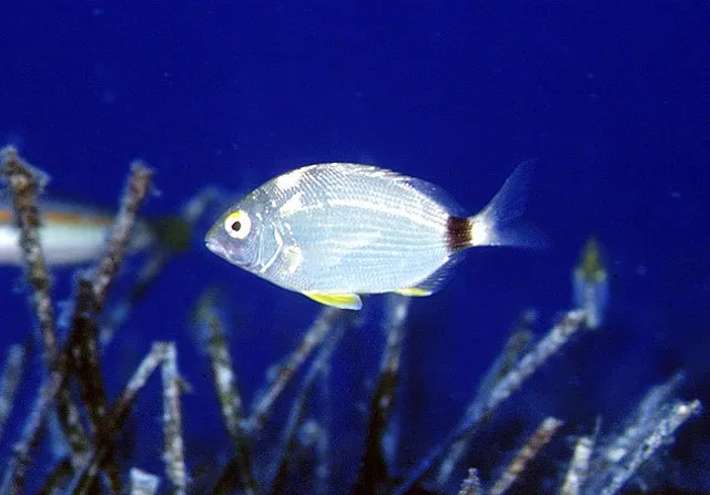 Annular seabream