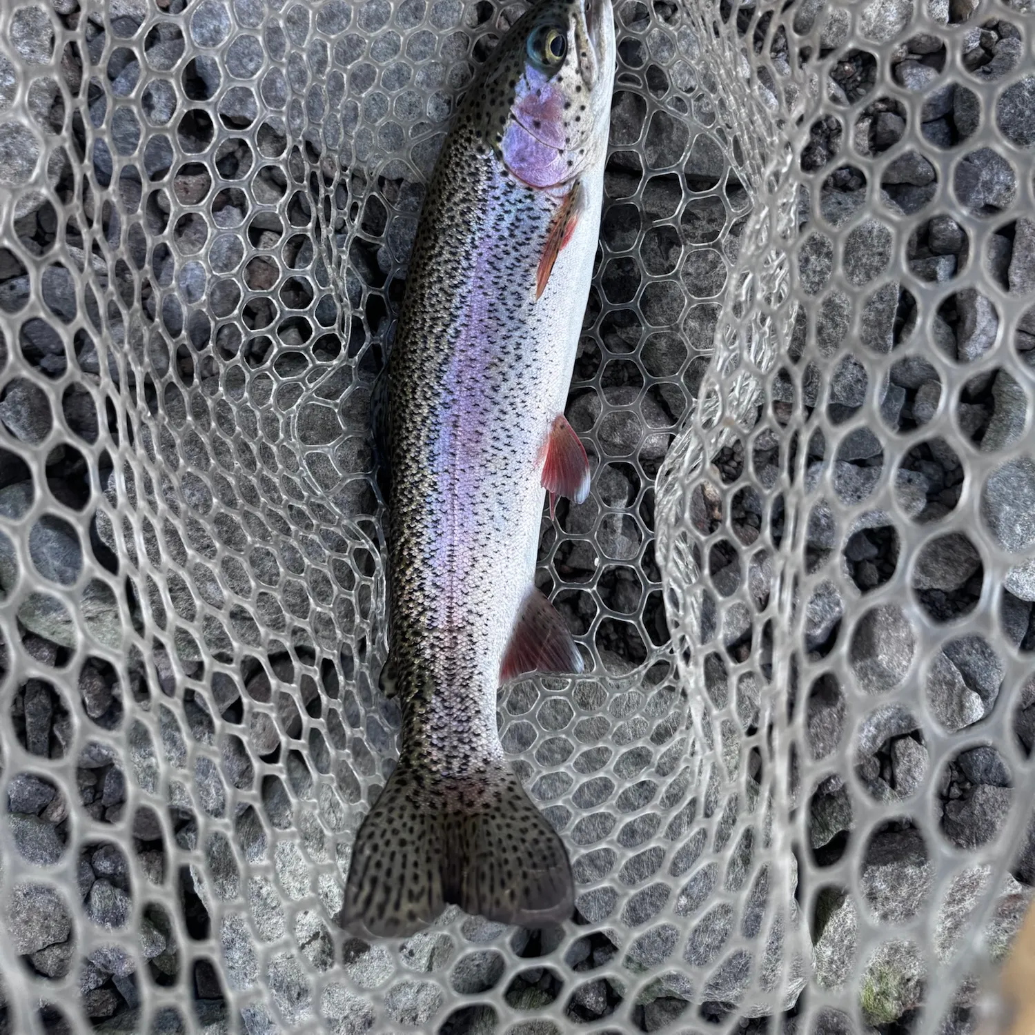 Rainbow trout caught on Fishbrain