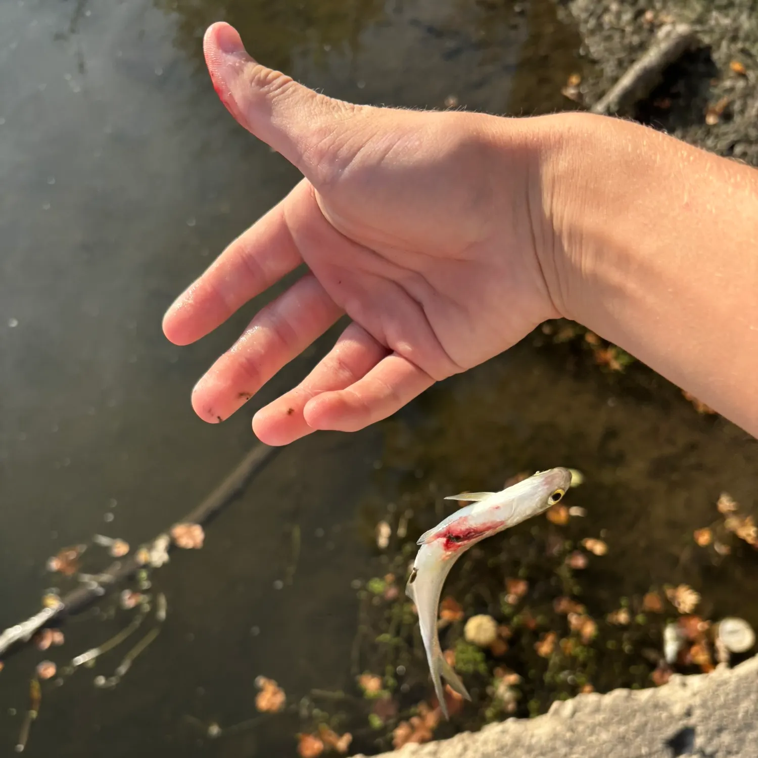 The most recent Dotted gizzard shad catches on Fishbrain