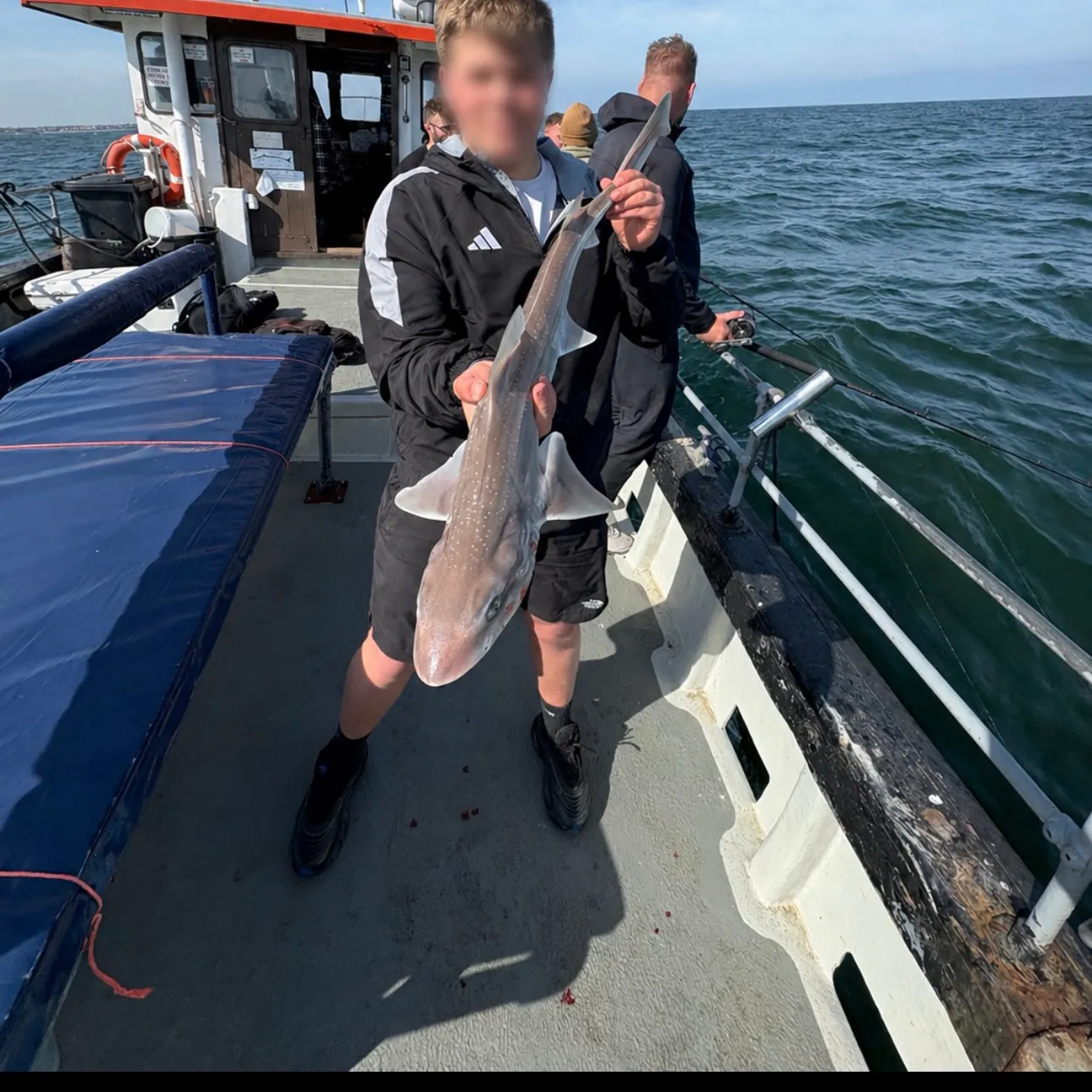 The most recent Starry smooth-hound catches on Fishbrain