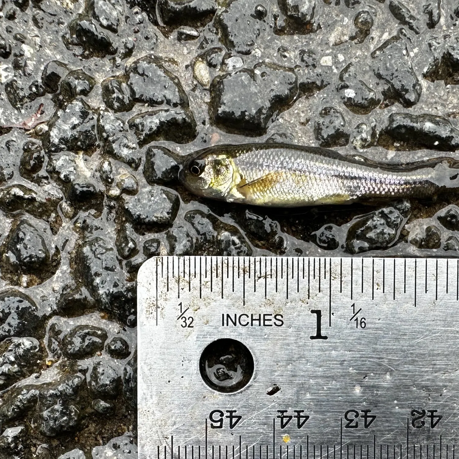 Fathead minnow caught on Fishbrain