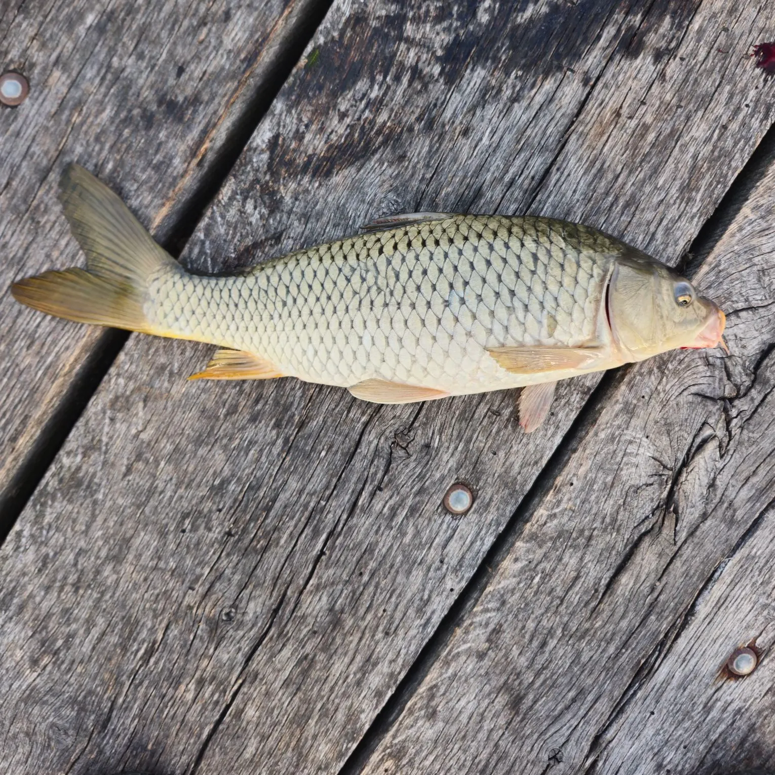 Common carp caught on Fishbrain