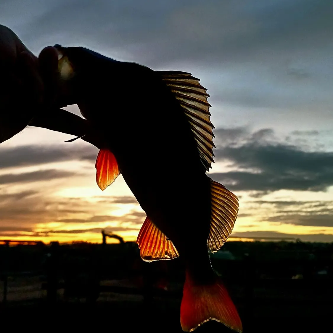European perch caught on Fishbrain