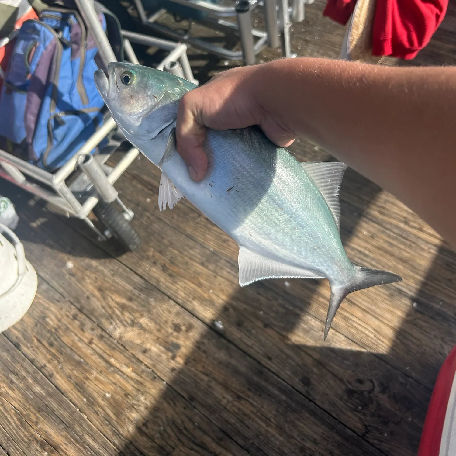 Bluefish caught on Fishbrain