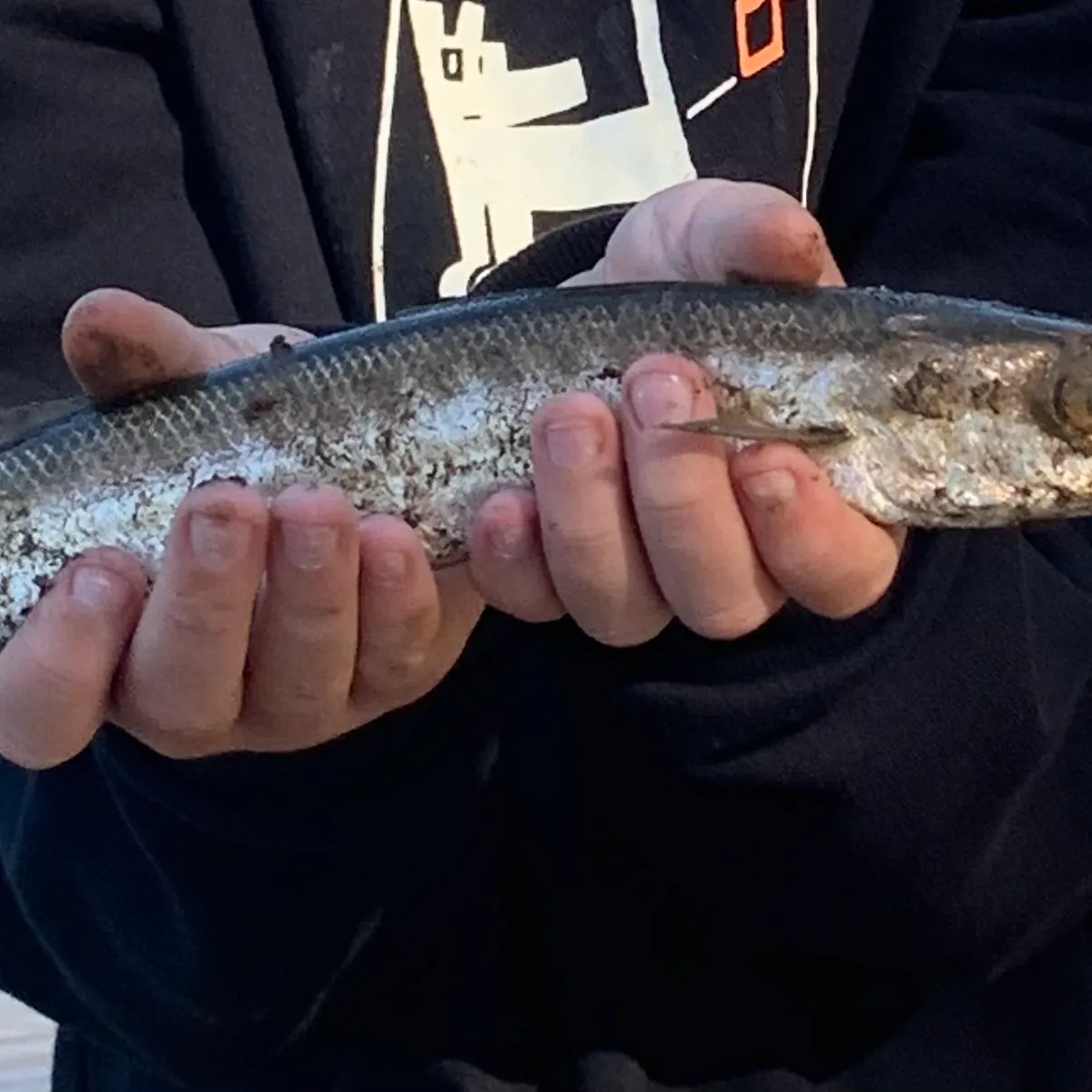 The most recent Pickhandle barracuda catches on Fishbrain