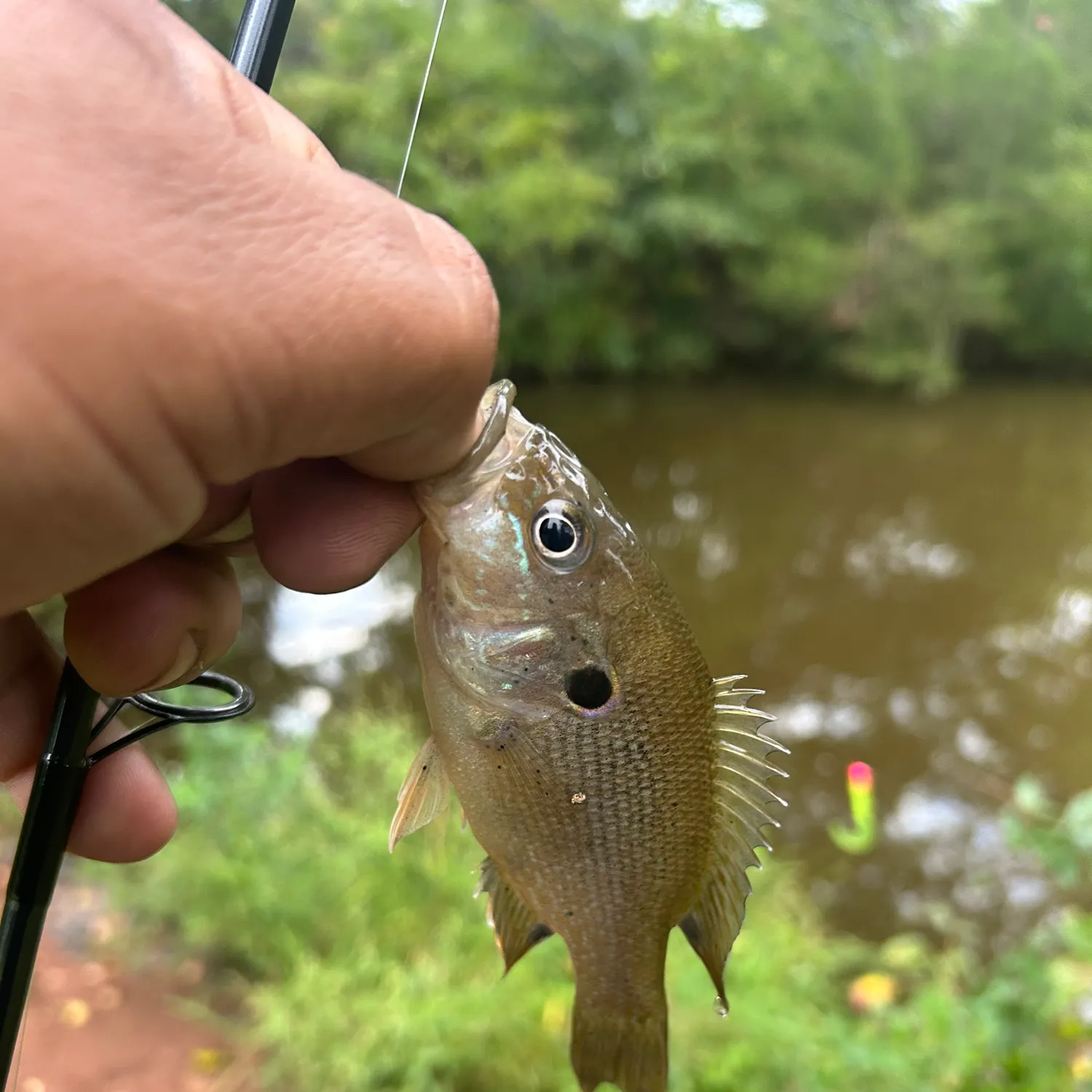 Green sunfish caught on Fishbrain