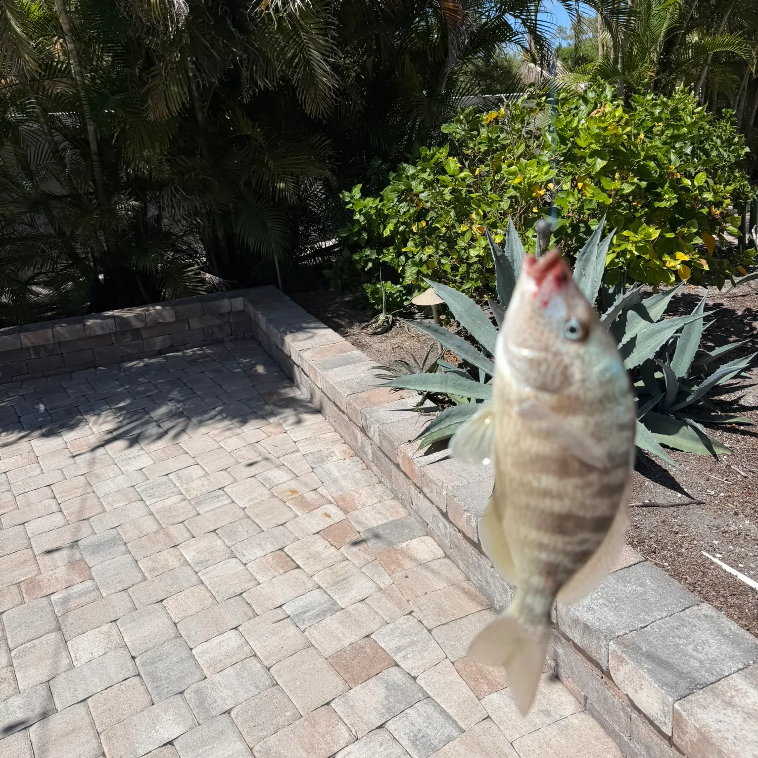 The most recent Pigfish catches on Fishbrain