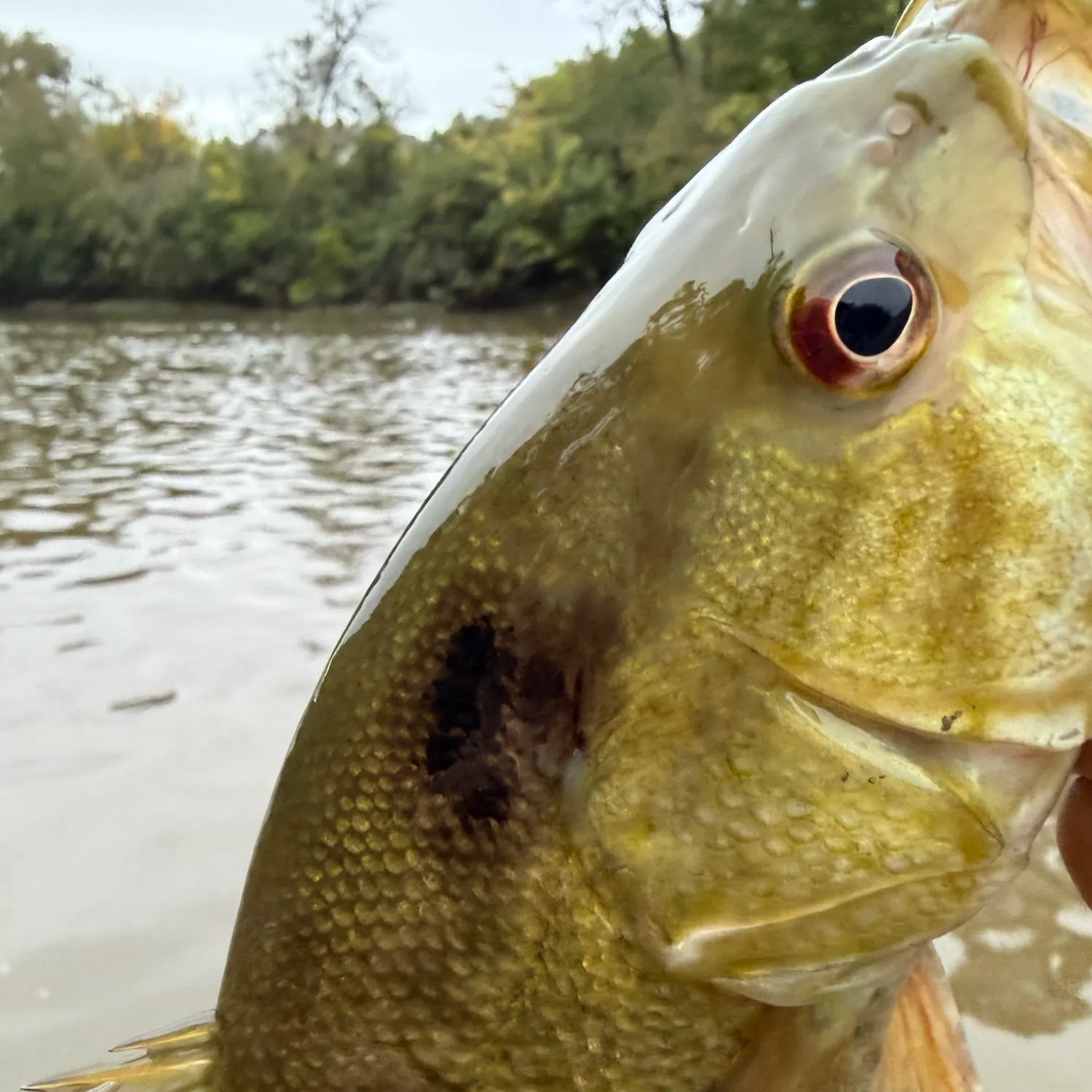 Smallmouth bass caught on Fishbrain