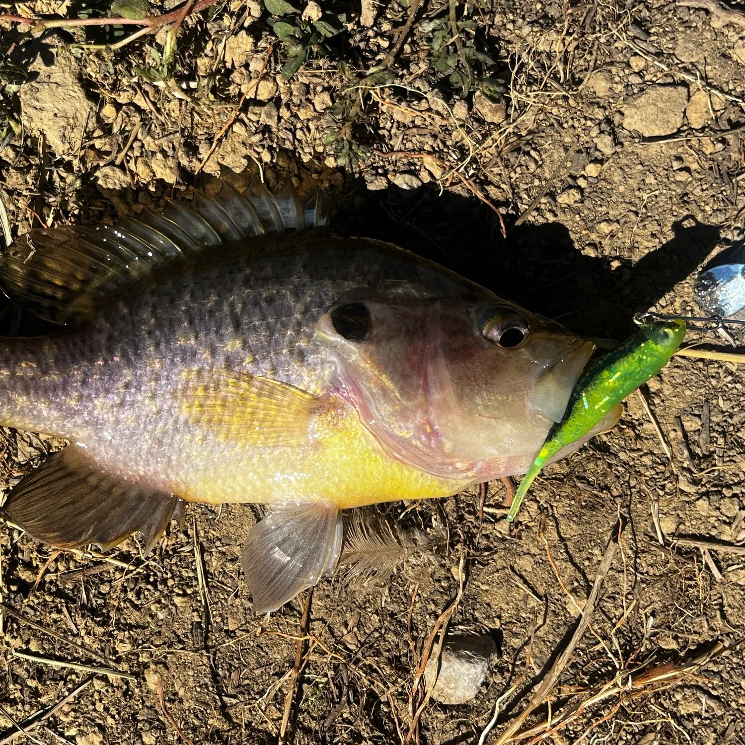 Green sunfish caught on Fishbrain