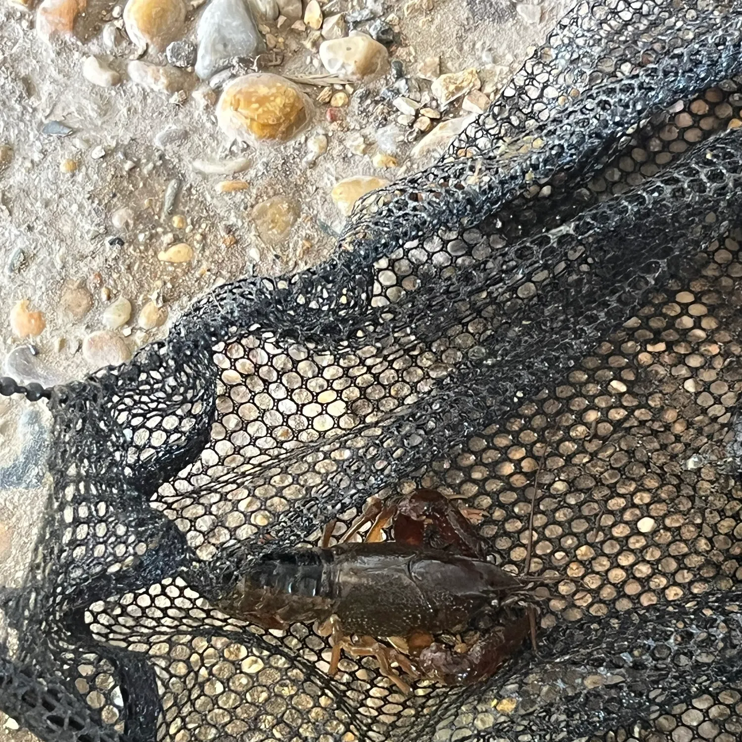 American lobster caught on Fishbrain
