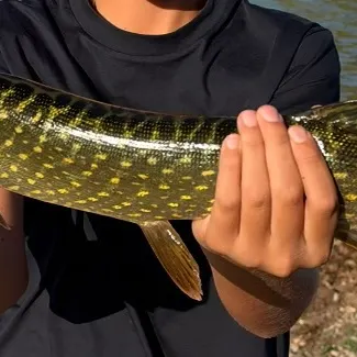 Northern pike caught on Fishbrain