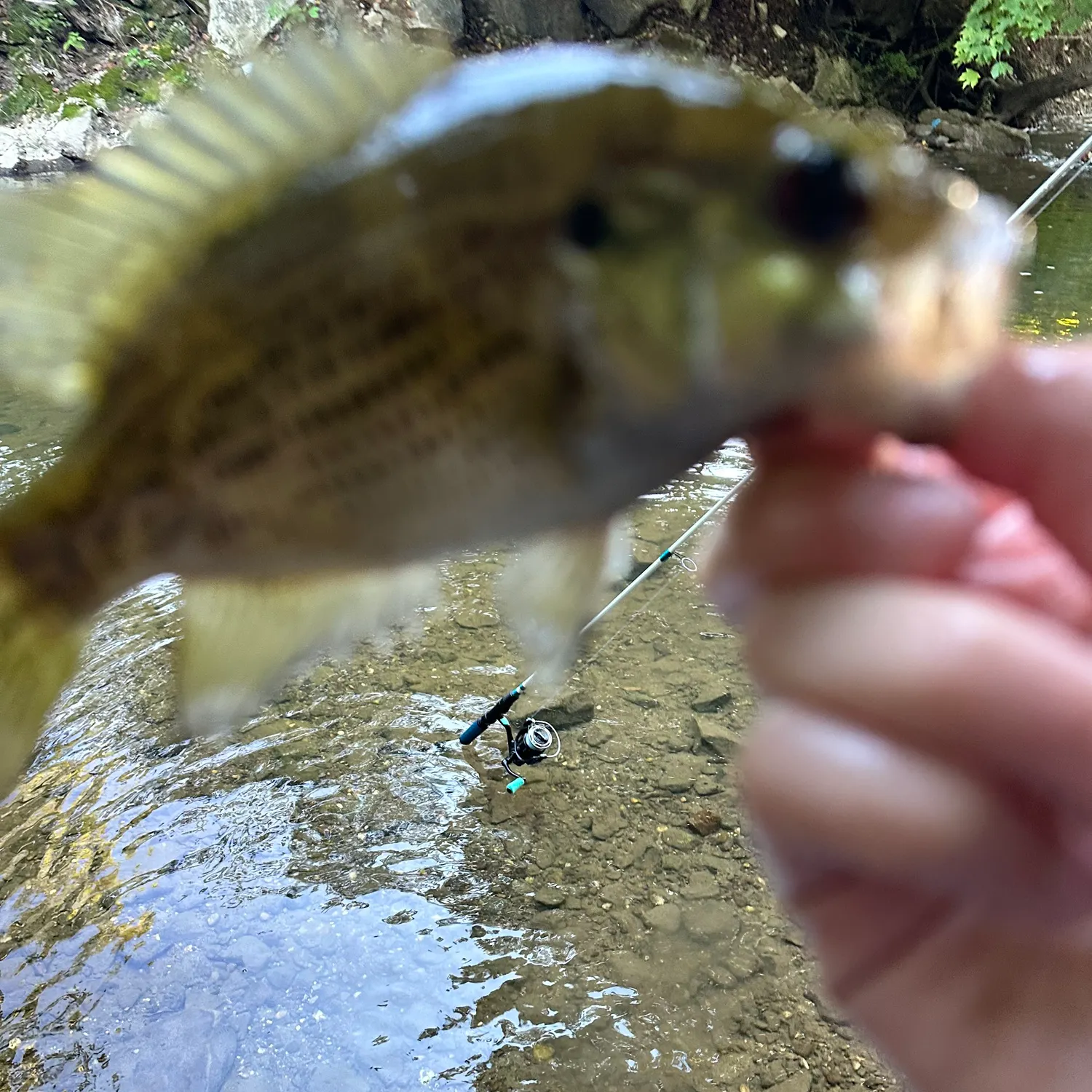 Rock bass caught on Fishbrain