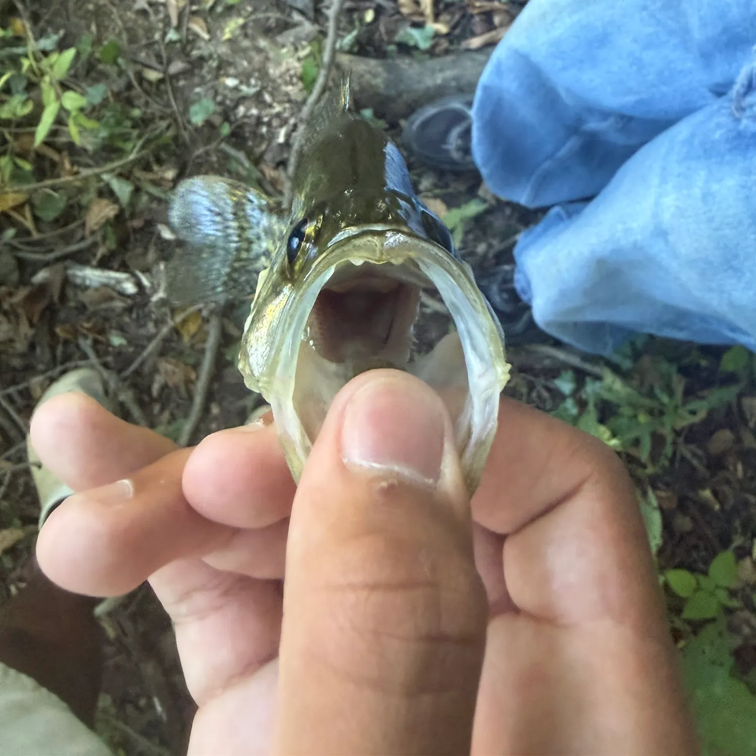 Black crappie caught on Fishbrain