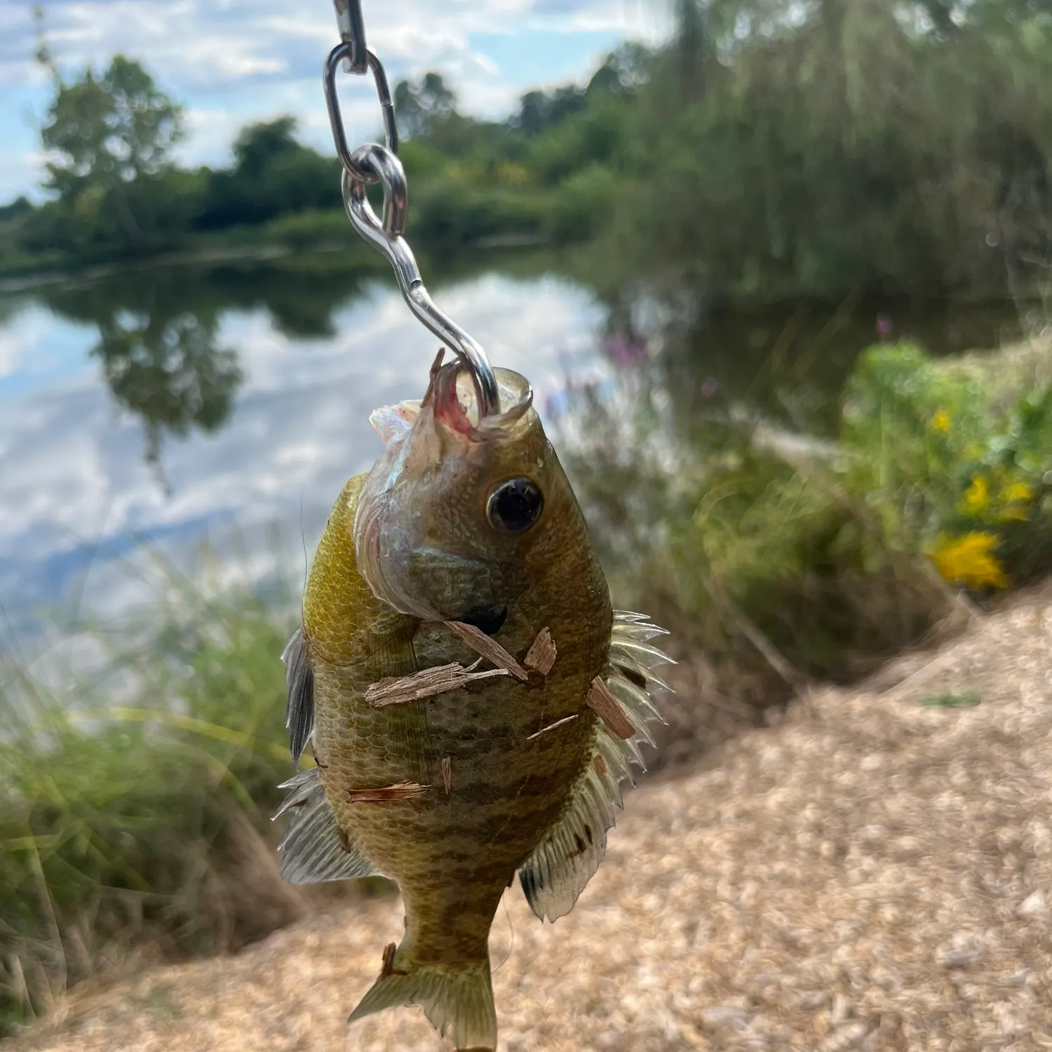 Bluegill caught on Fishbrain