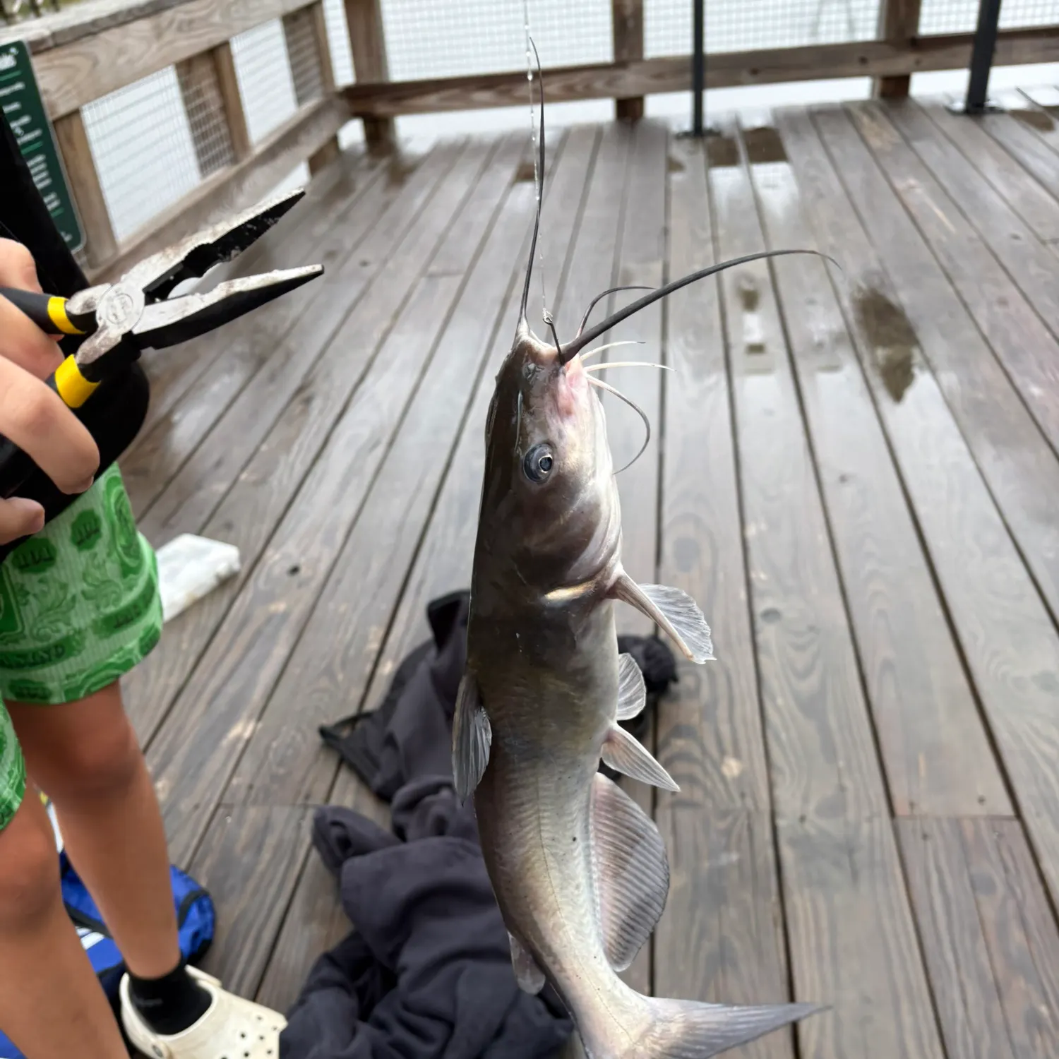 Channel catfish caught on Fishbrain