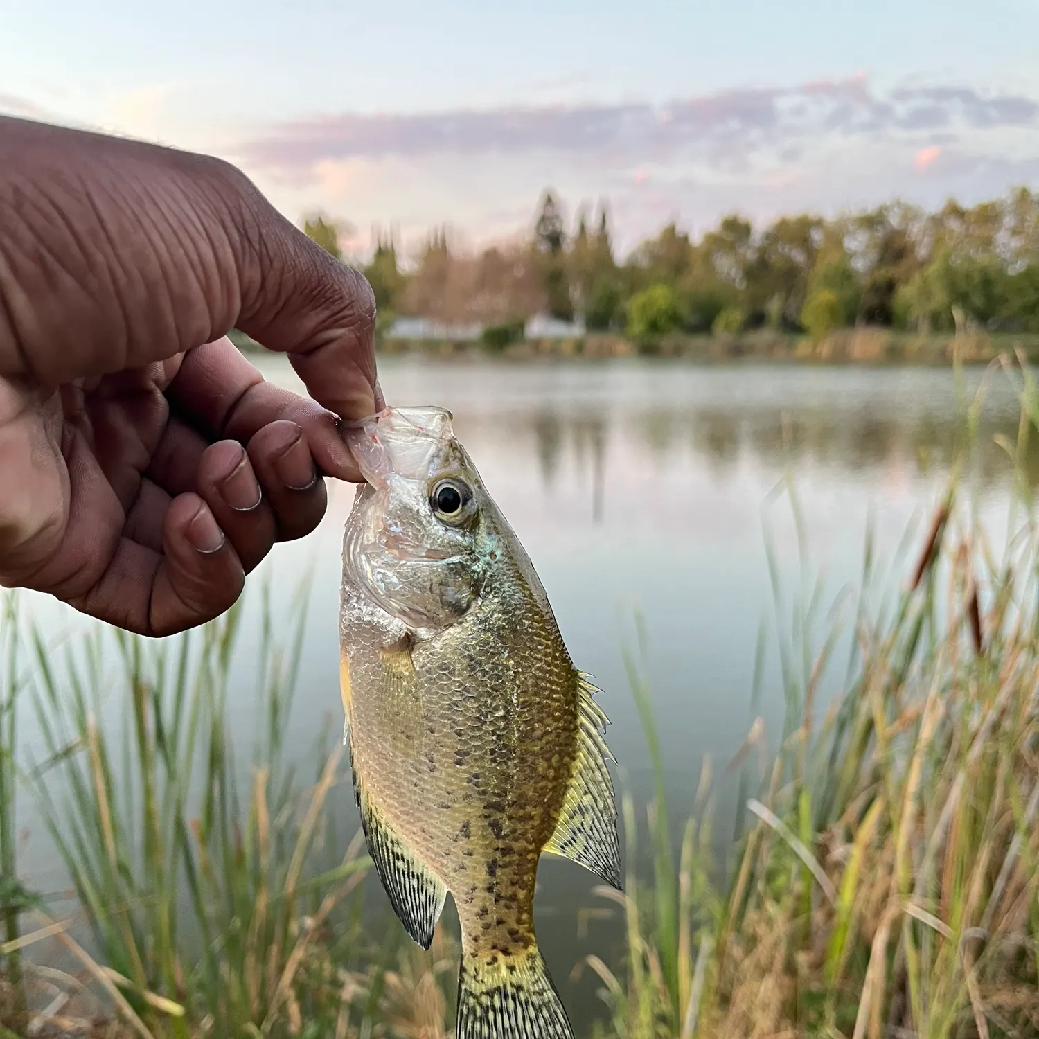 Black crappie caught on Fishbrain