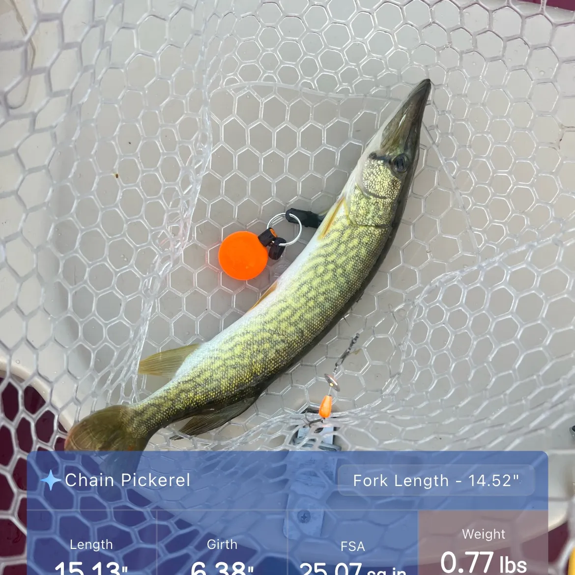 recently logged catches