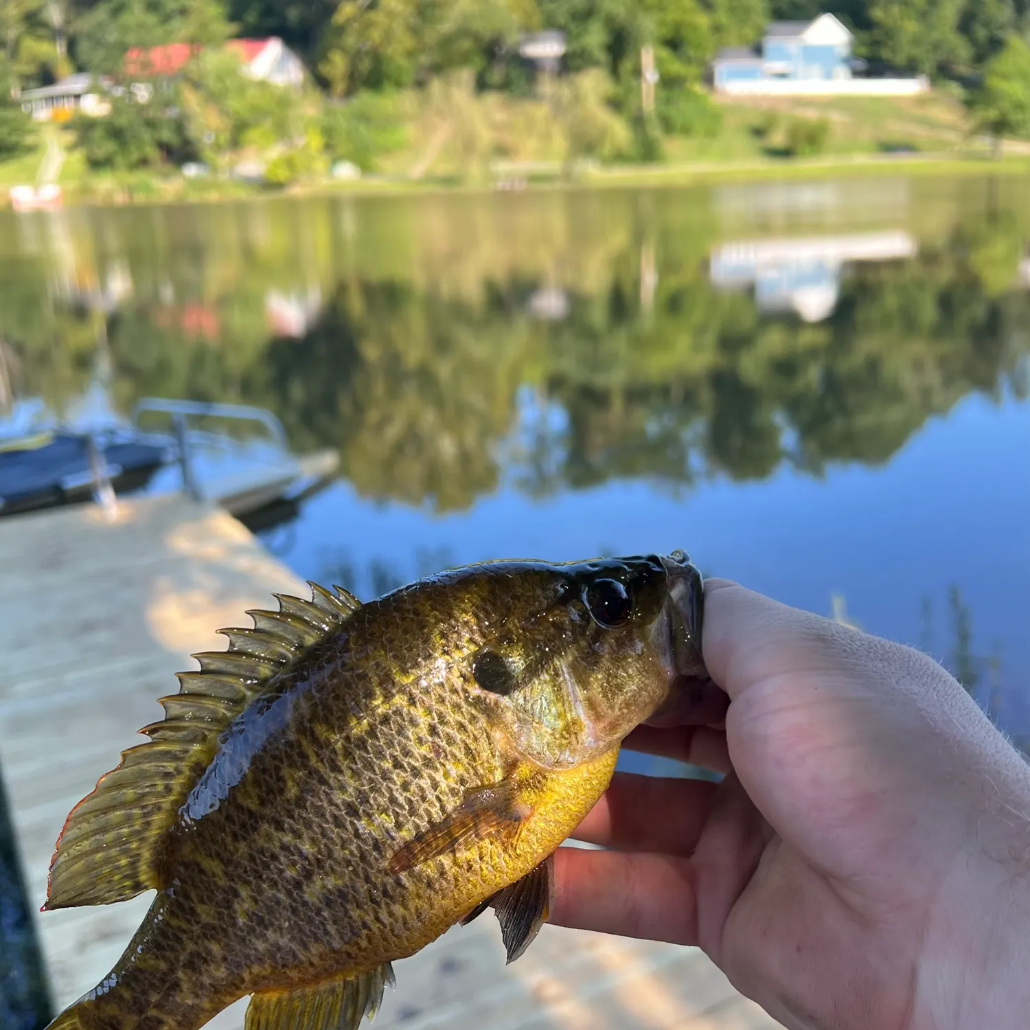Warmouth caught on Fishbrain