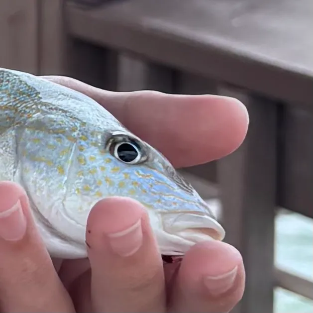The most recent Sand perch catches on Fishbrain