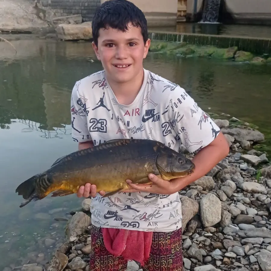 Mirror carp caught on Fishbrain