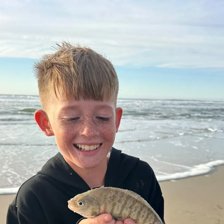 Barred surfperch caught on Fishbrain