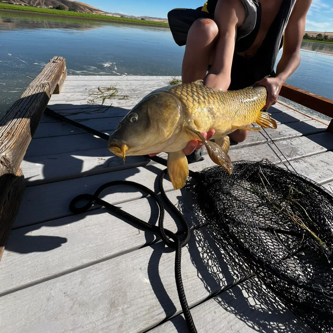Common carp caught on Fishbrain