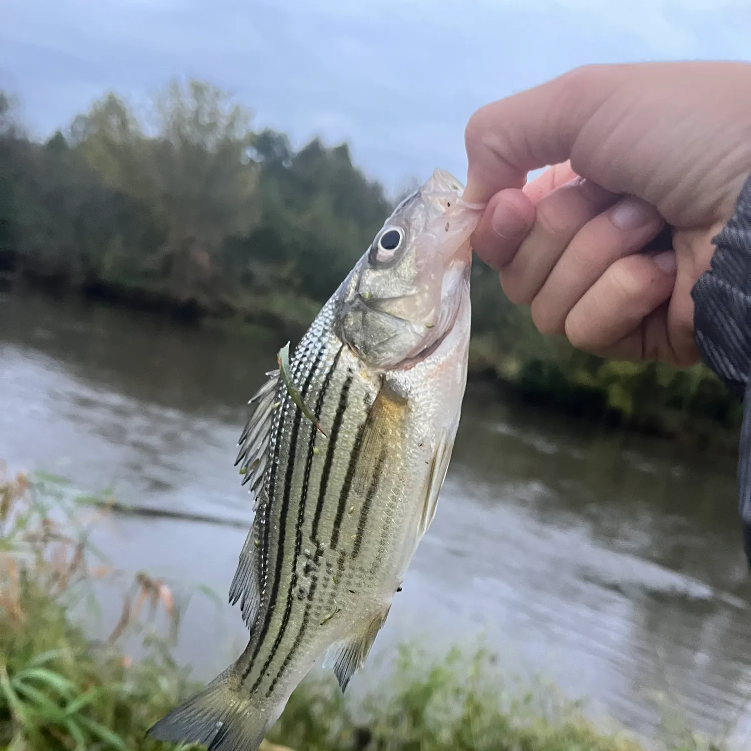 Striped bass caught on Fishbrain