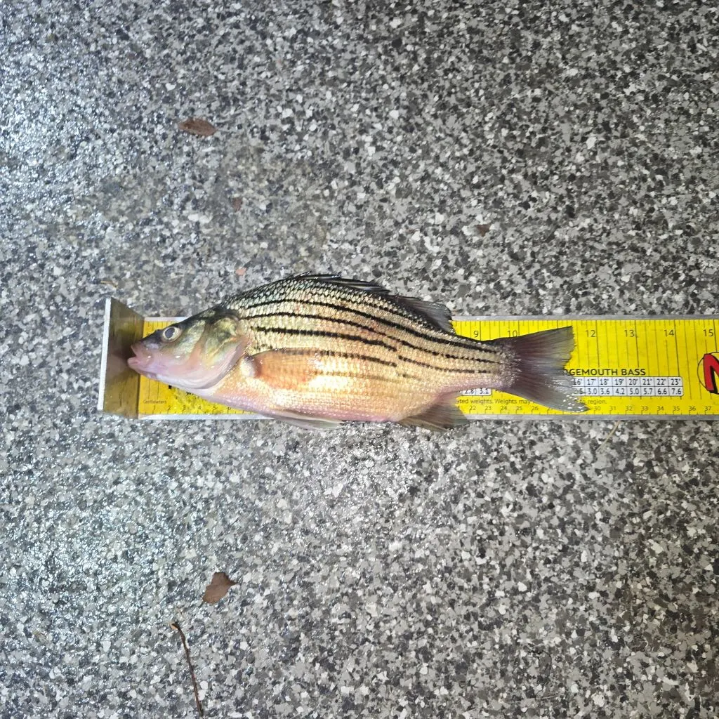 The most popular recent Yellow bass catch on Fishbrain