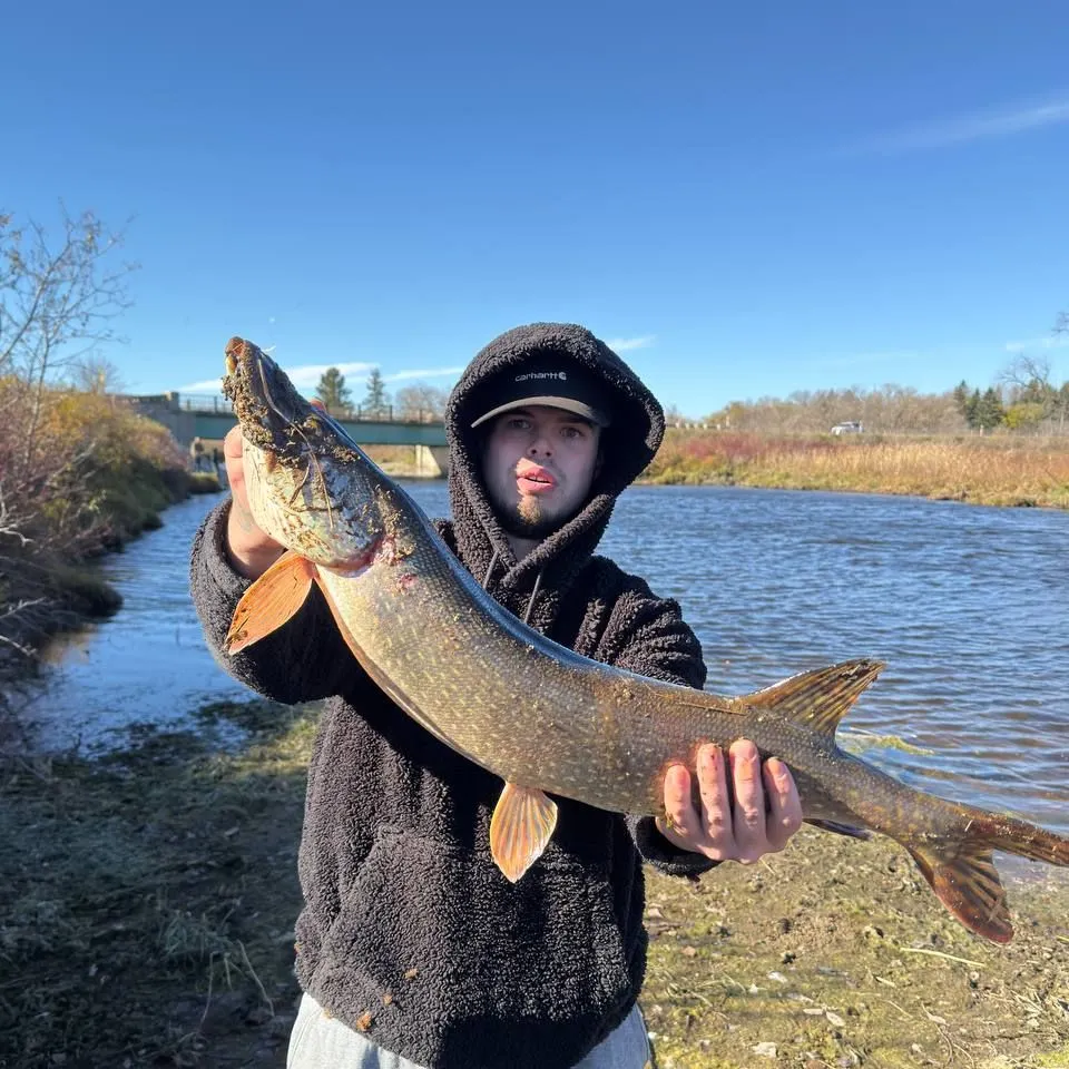 Northern pike caught on Fishbrain