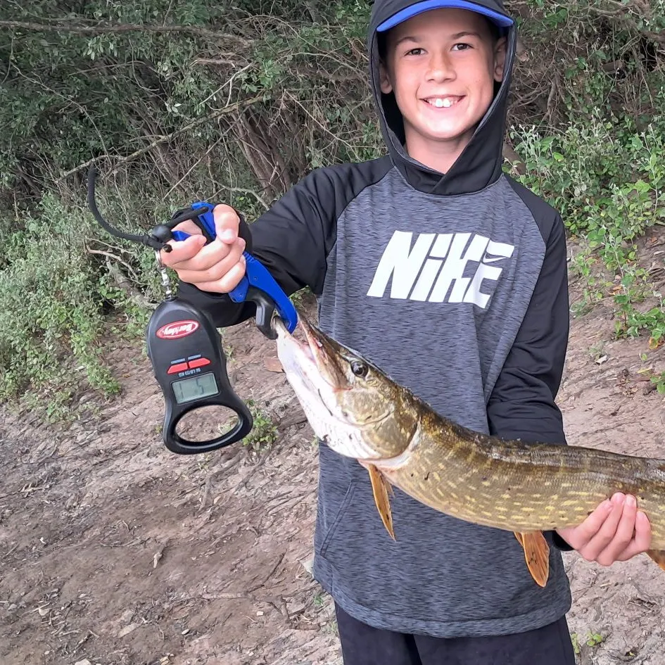 The most recent Northern pike x Chain pickerel catches on Fishbrain