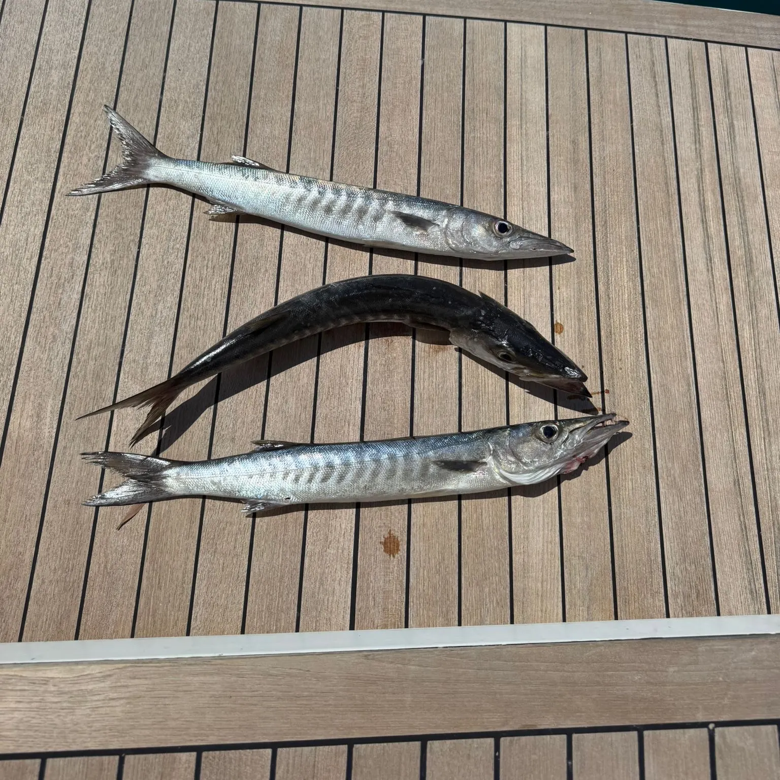 The most recent Great barracuda catches on Fishbrain