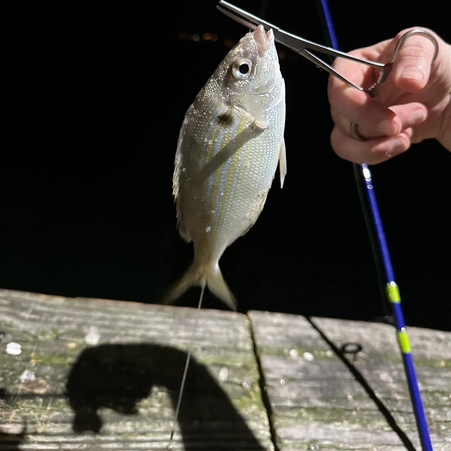 Pinfish caught on Fishbrain